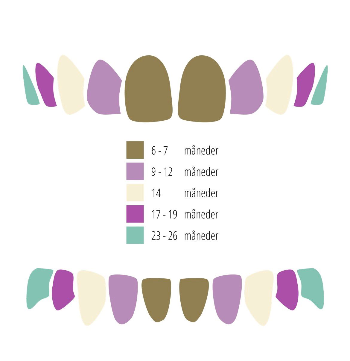 Oversig over mælketænders frembrud