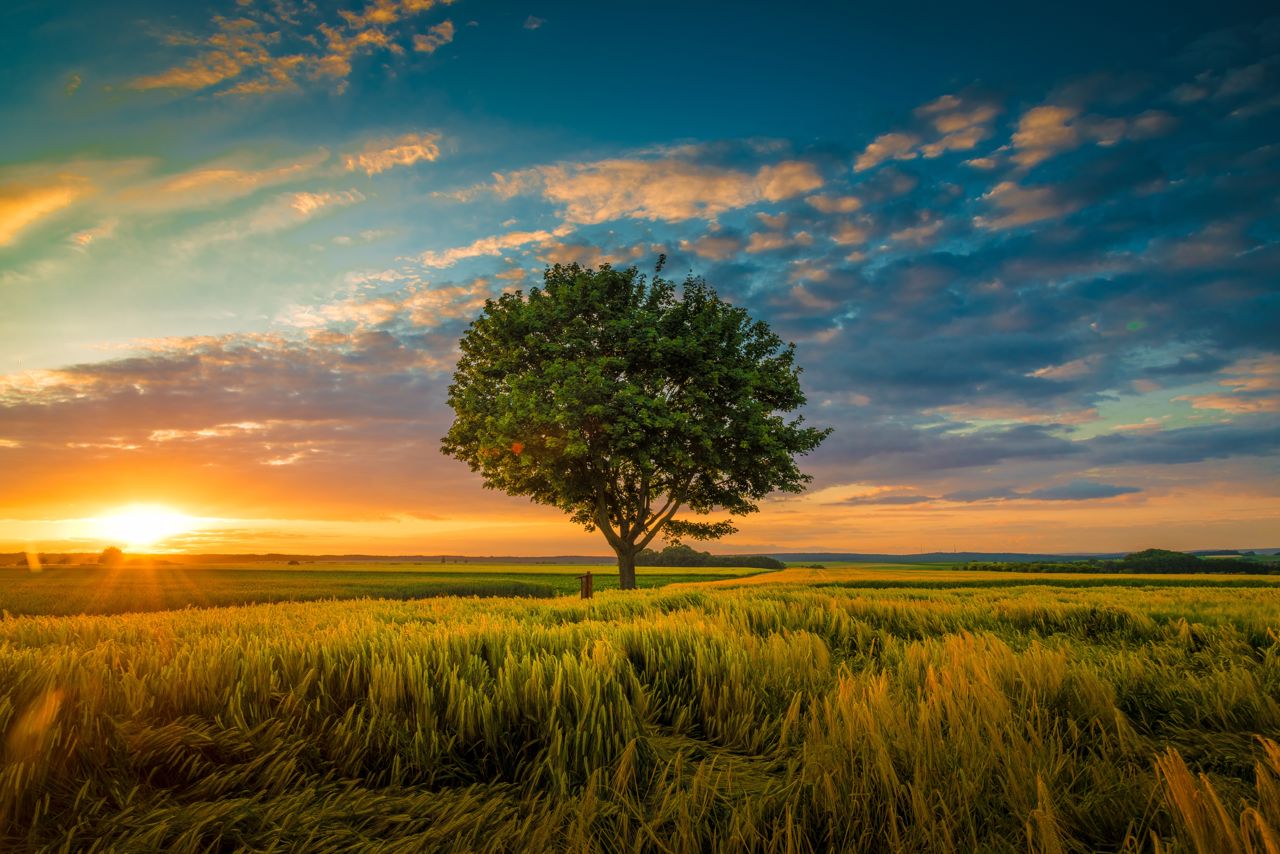 Stort træ på mark i solnedgang