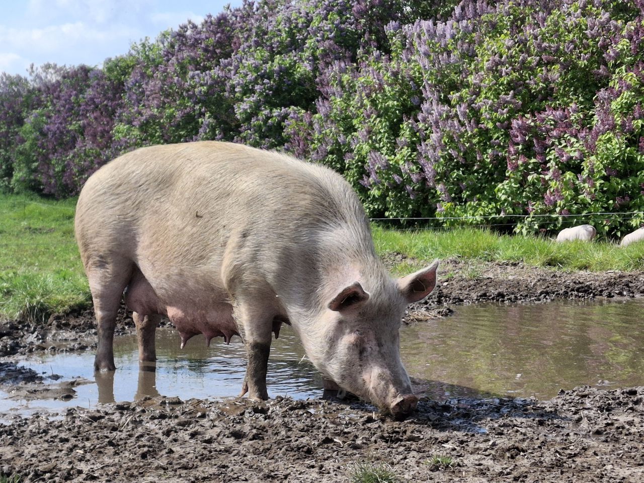 Frilandsgris, der går og hygger sig i et mudderhul