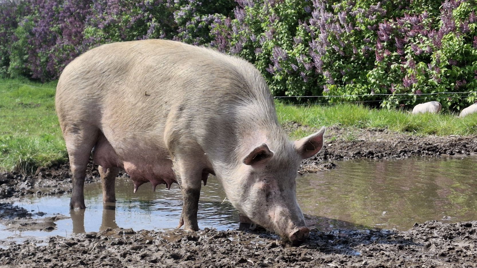 Frilandsgris, der går og hygger sig i et mudderhul