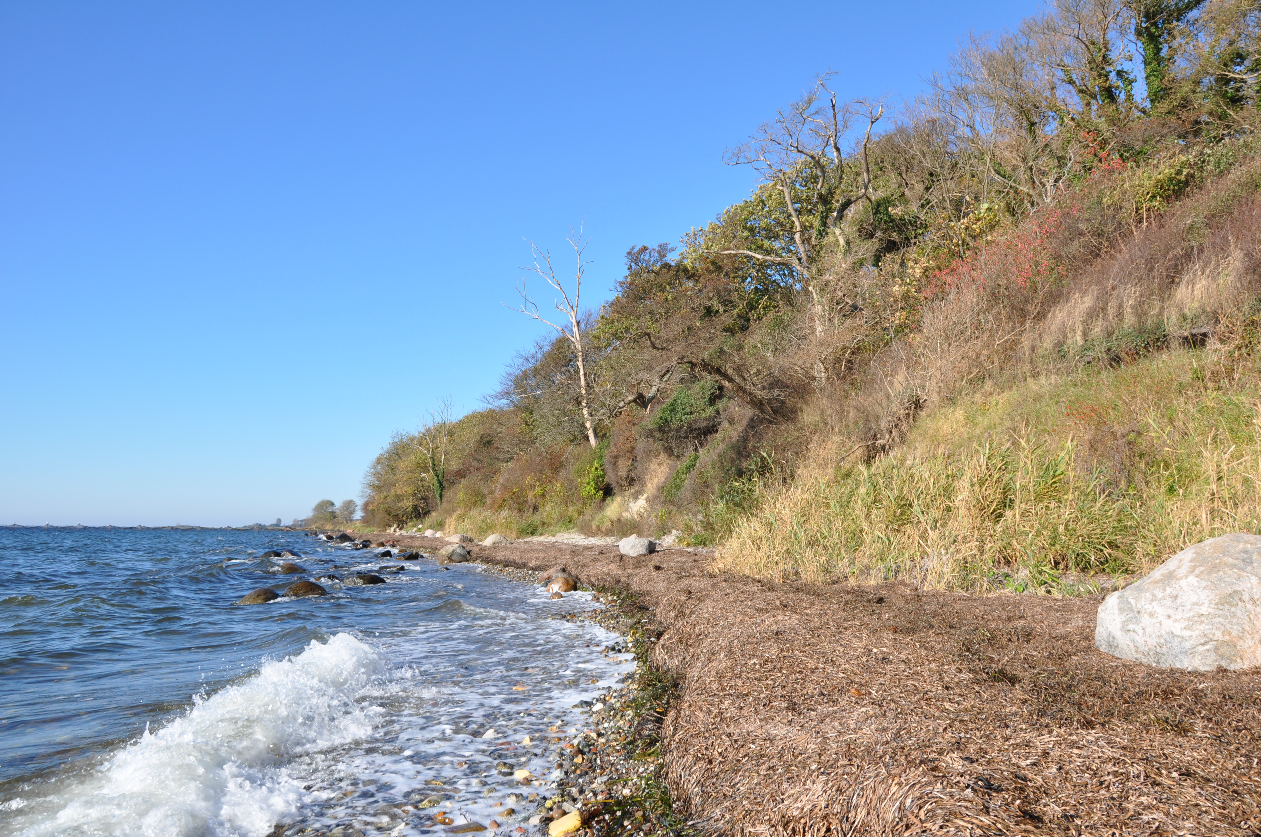 Præstens Skov ved Ballen er en stævningsskov. Skoven er også præget af sin nærhed til kysten med store vedbend.