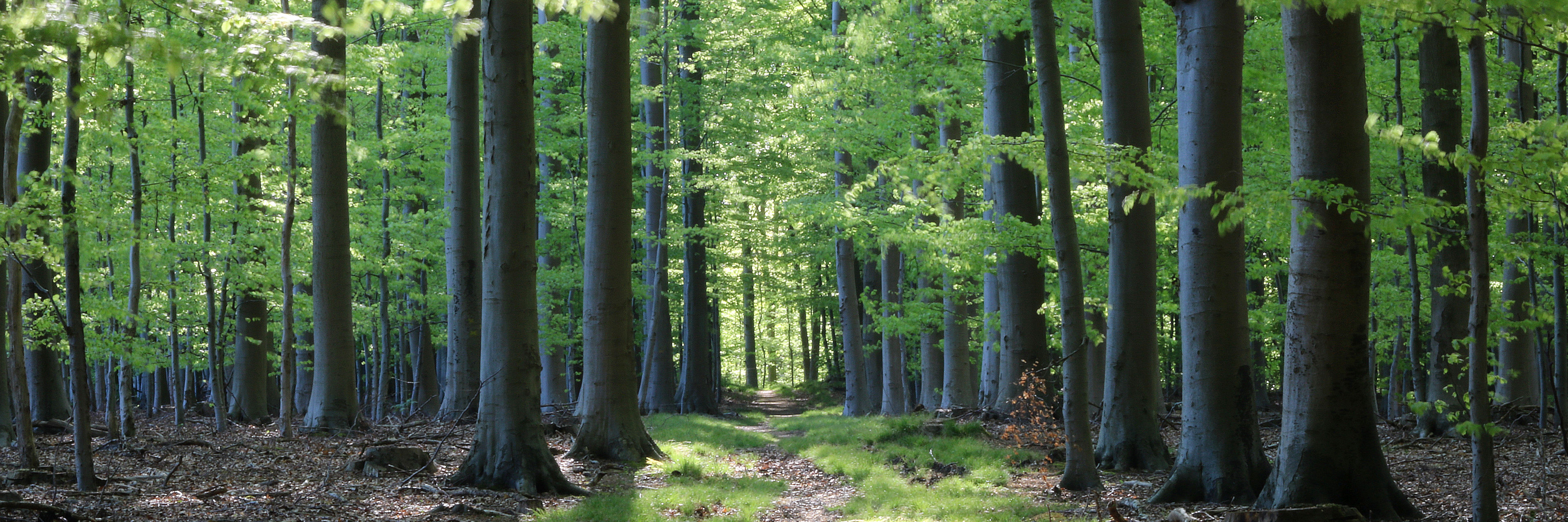 Bøgeskov på Tåsinge