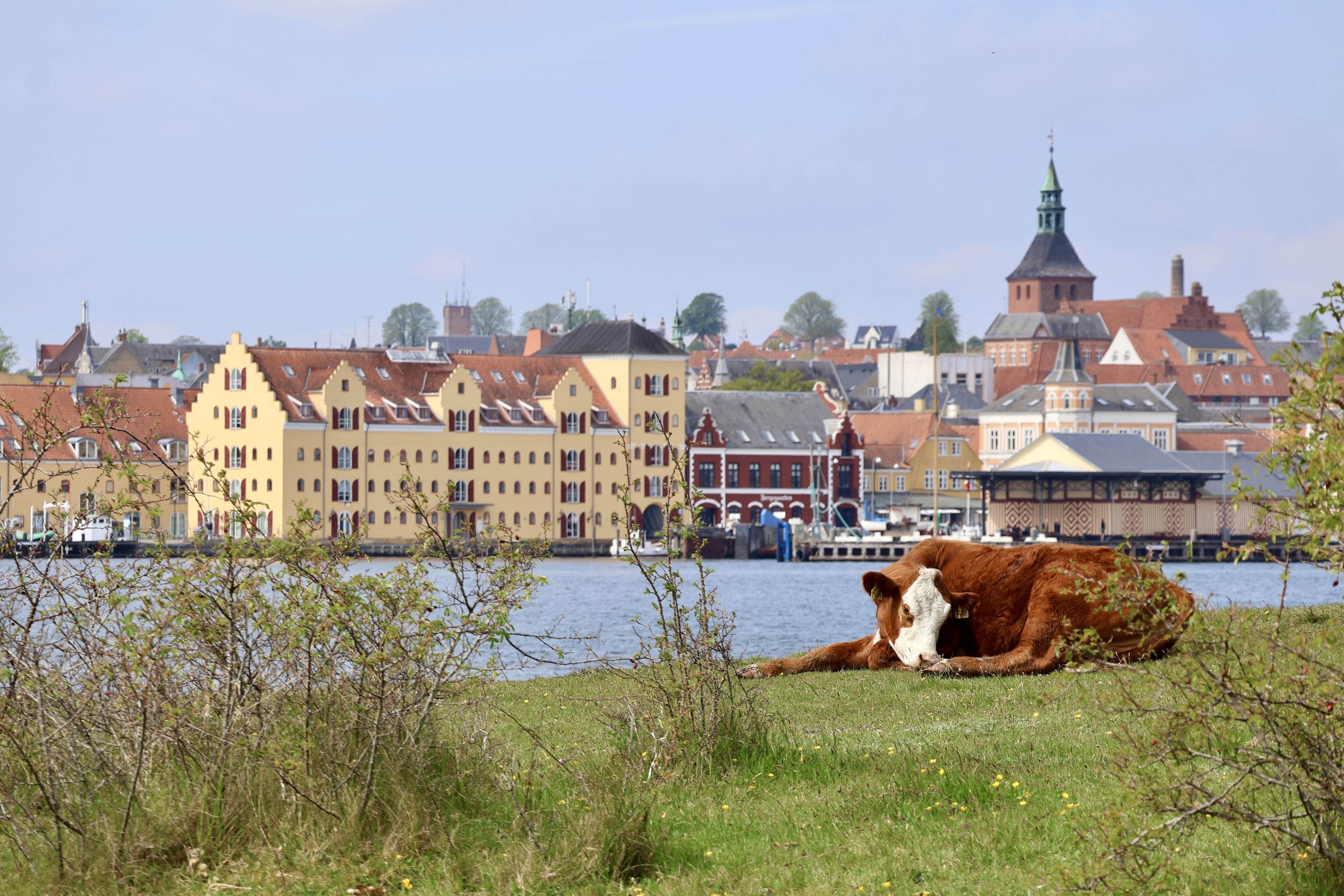 Ko, der hviler sig på Skansen - med udsigt til Svendborg.