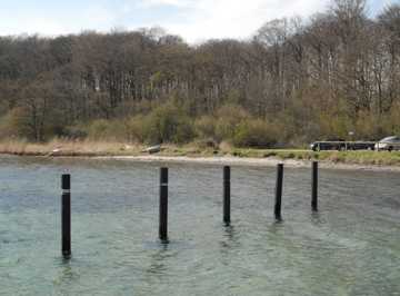 Stranden neden for skoven Tankefuld er meget smal med små sten og nogle stede tagrør og græs helt ned til vandet.