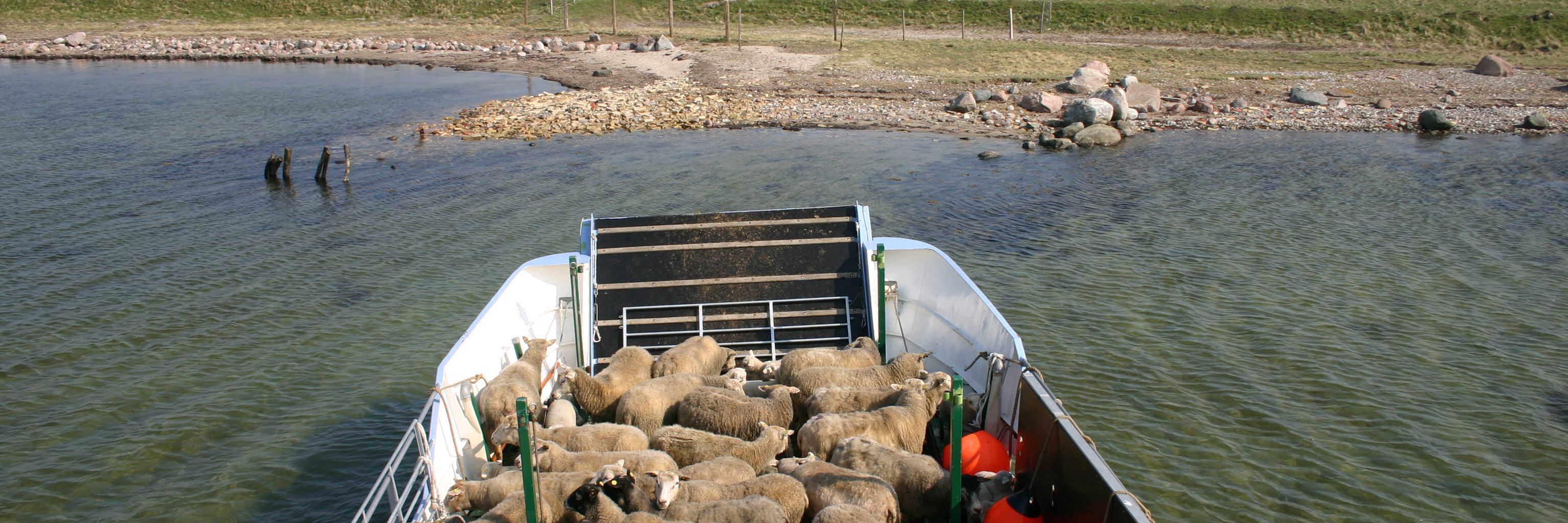 Kreaturprammen Yrsa fyldt med får ved indsejlingen til en ø i Det Sydfynske Øhav