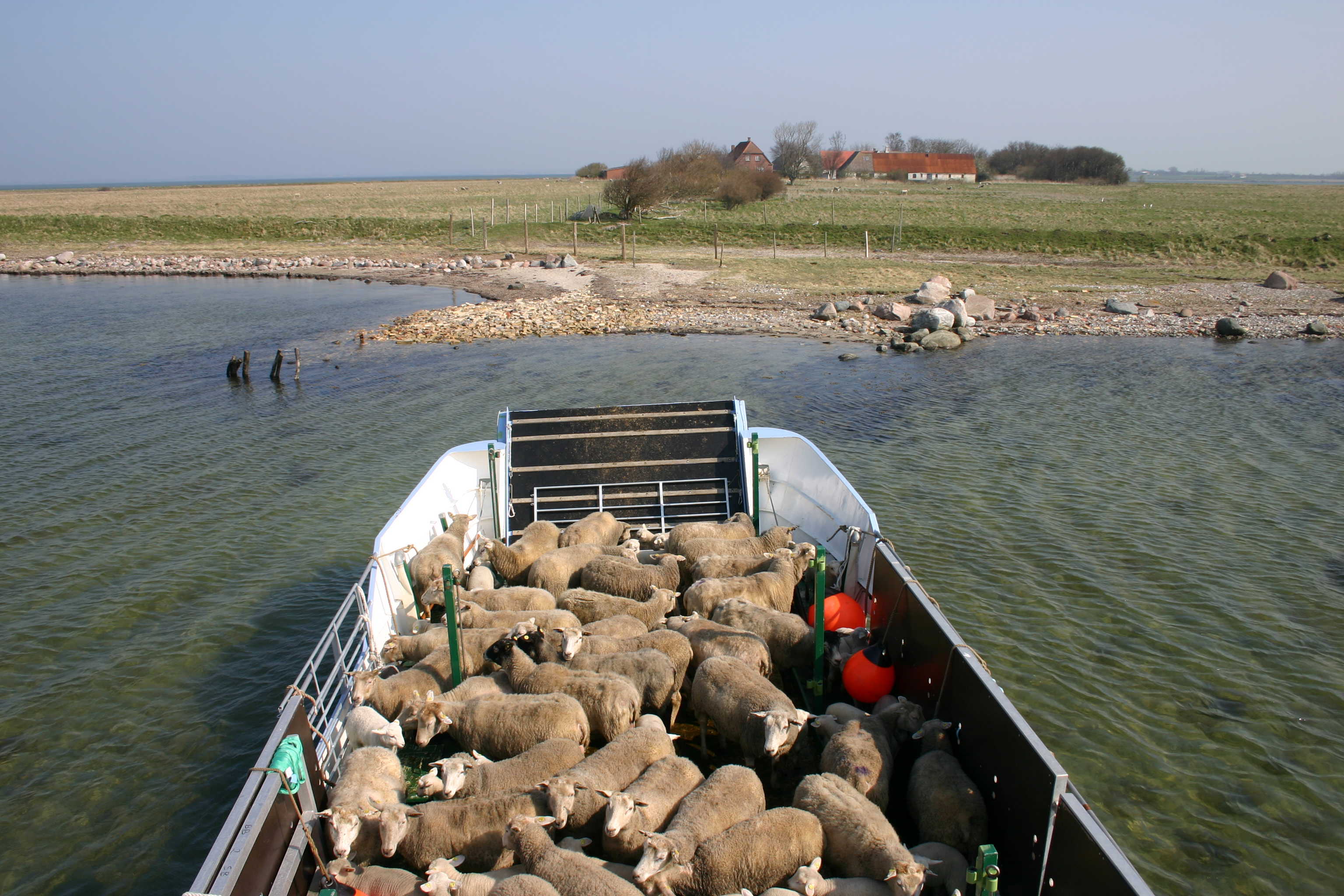 Kreaturprammen Yrsa fyldt med får ved indsejlingen til en ø i Det Sydfynske Øhav