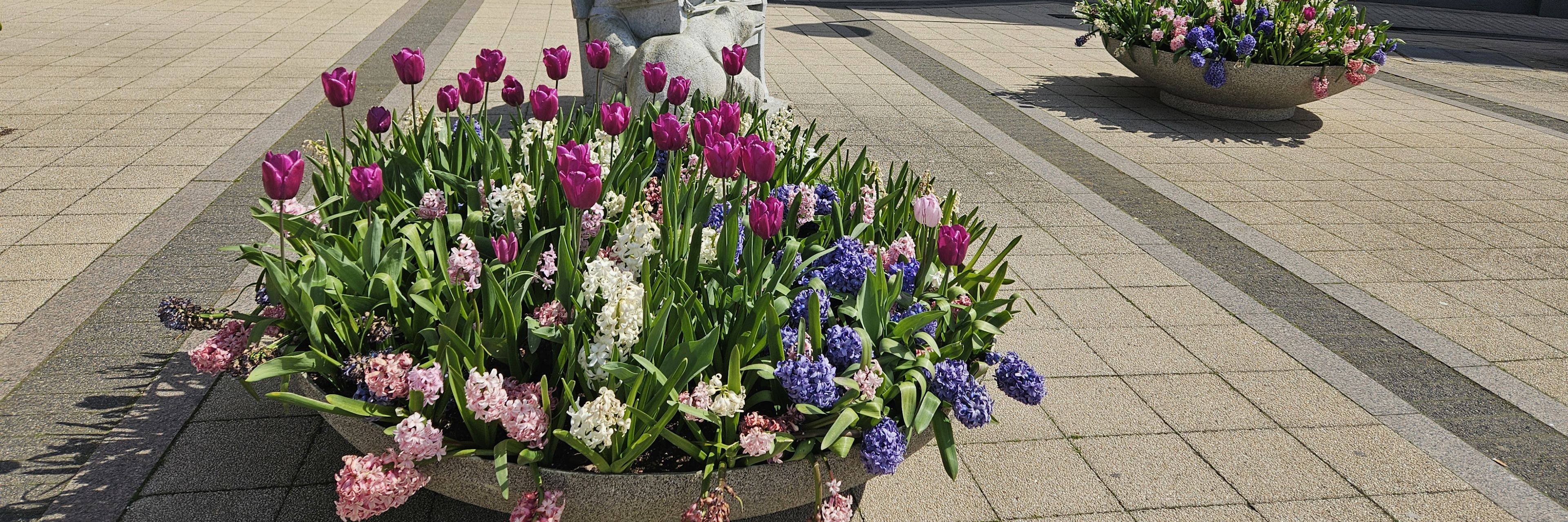 En kumme med forårsblomster foran indgangen til en stor bygning, der er hvid og rød.