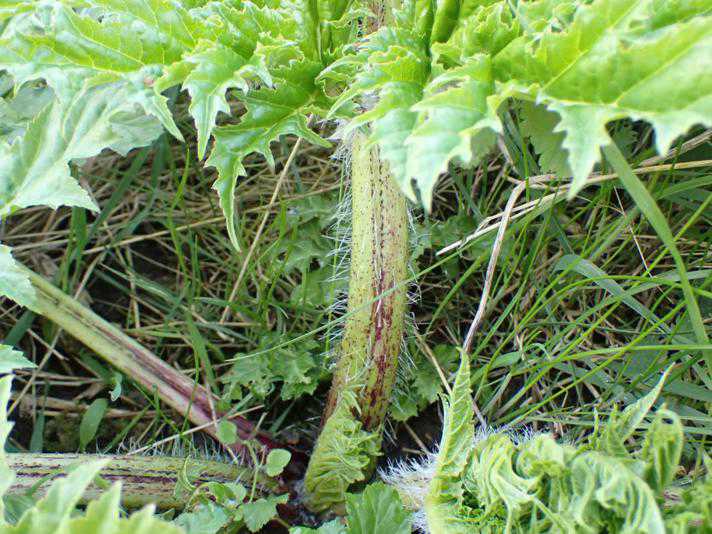 Stilken på kæmpebjørneklo