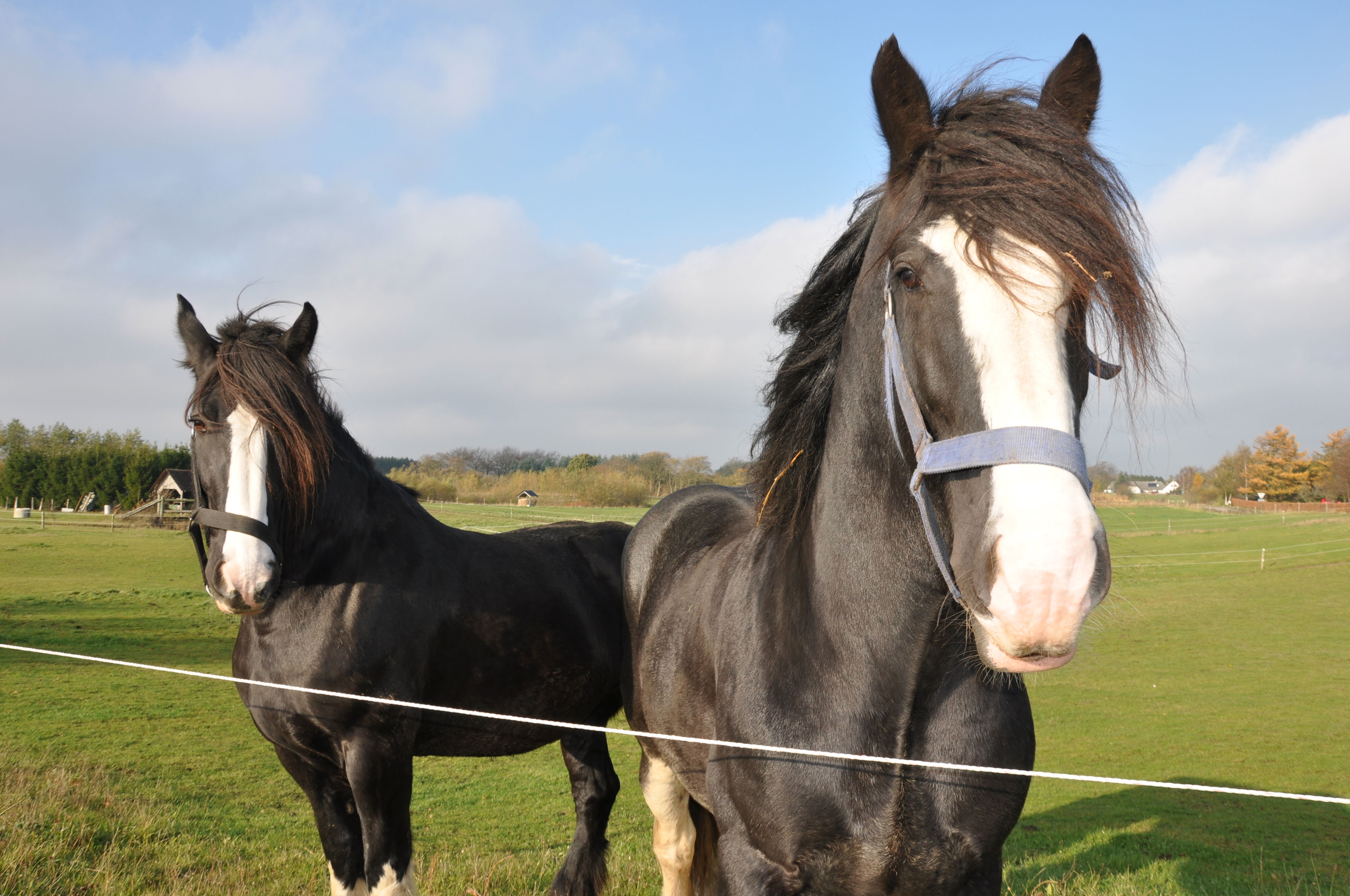 To sorte heste med hvid blis bag indhegning ser frem mod kameraet