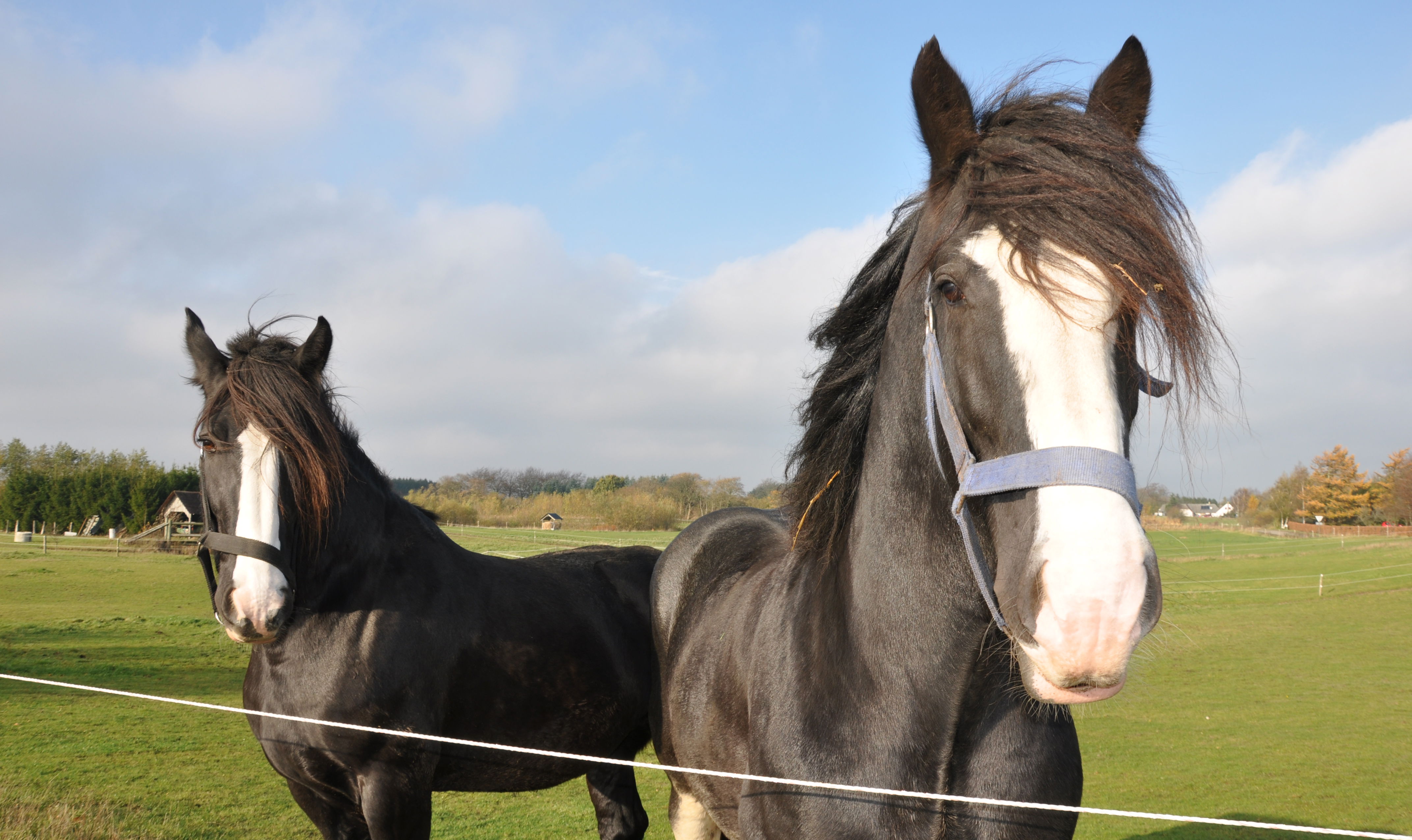 To sorte heste med hvid blis bag indhegning ser frem mod kameraet