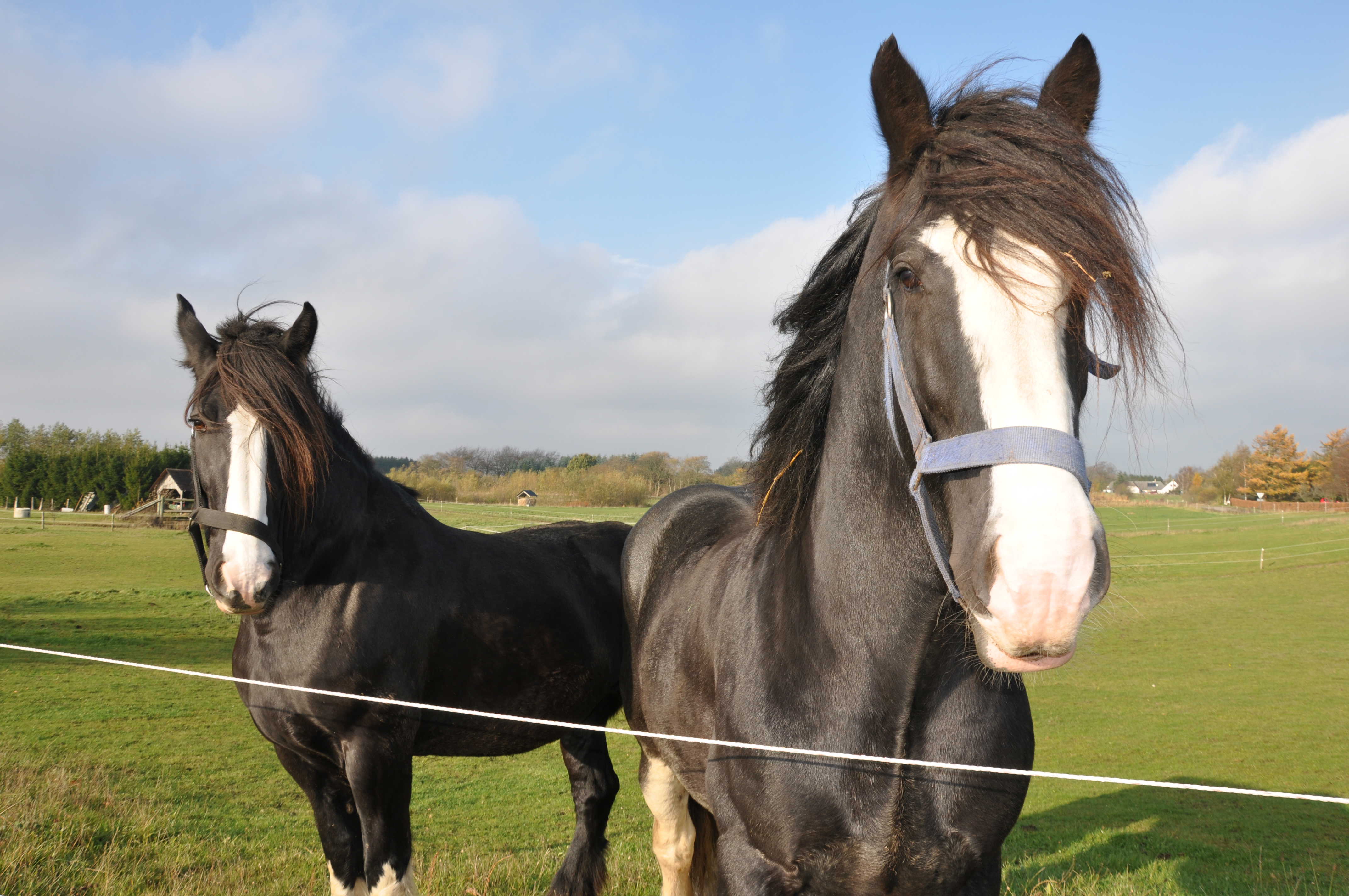 To sorte heste med hvid blis bag indhegning ser frem mod kameraet