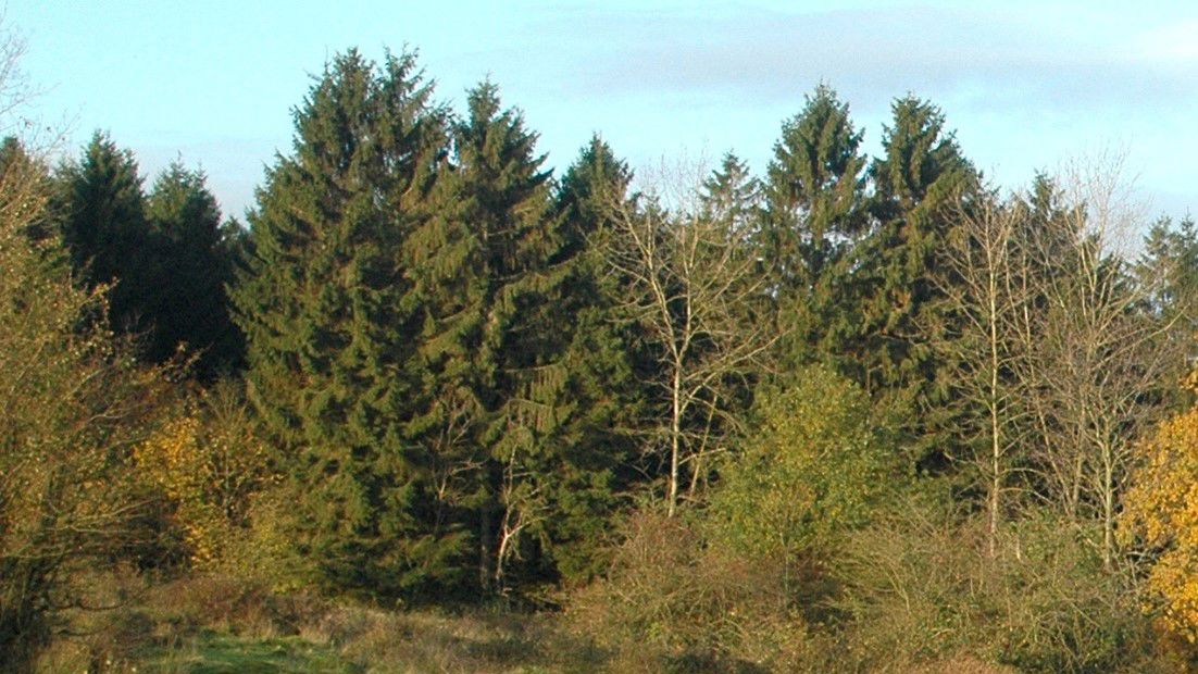 Skov
