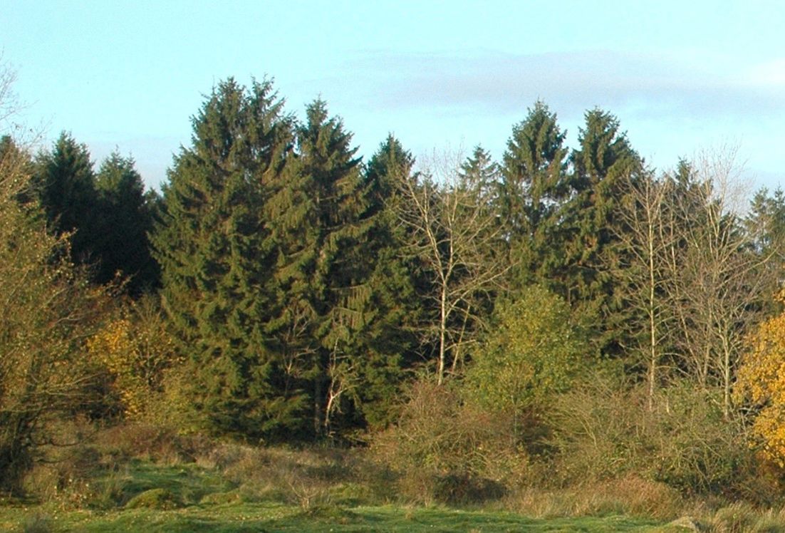 Skov