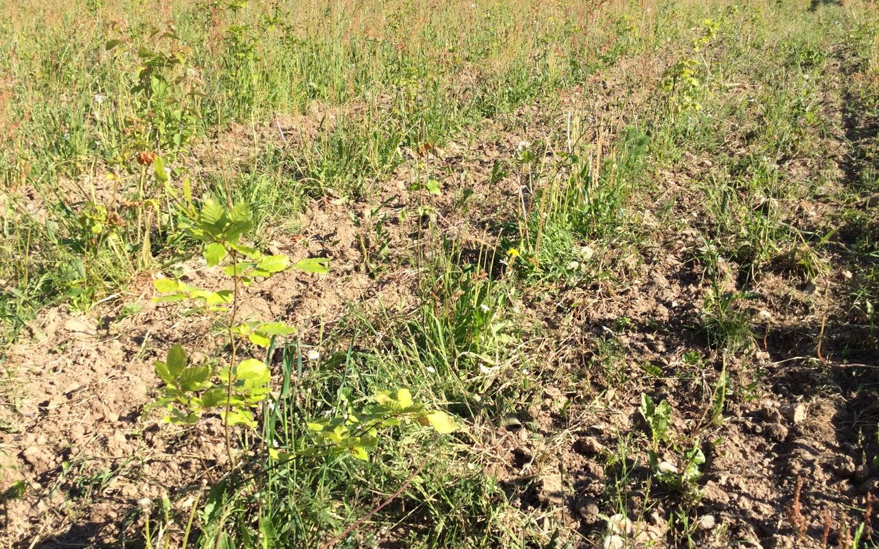 Nyplantet skov på mark. I forgrunden et lille nyudsprunget bøgetræ