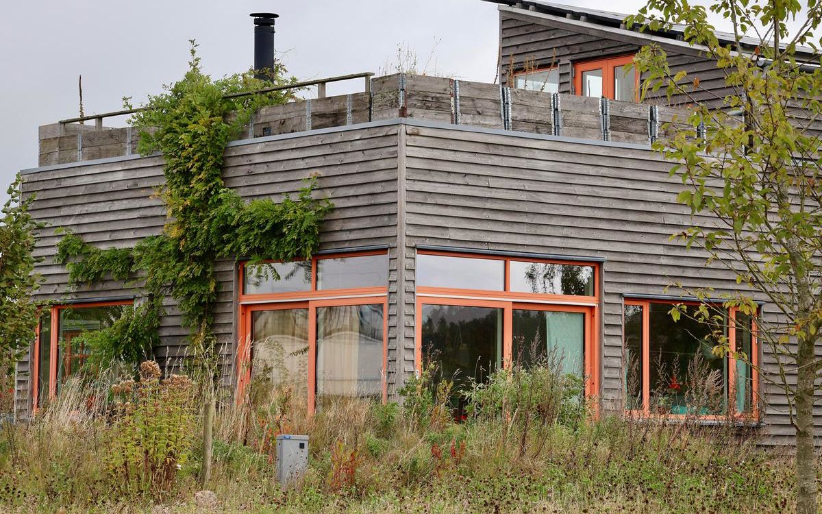 Moderne træhus med vild beplantning foran og klatreplanter