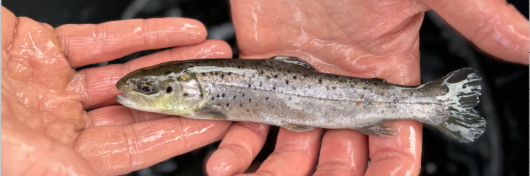 Smolt