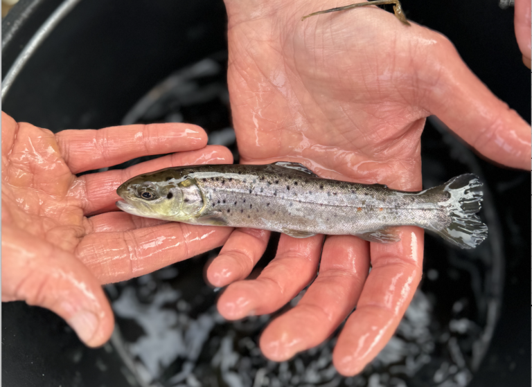 Smolt