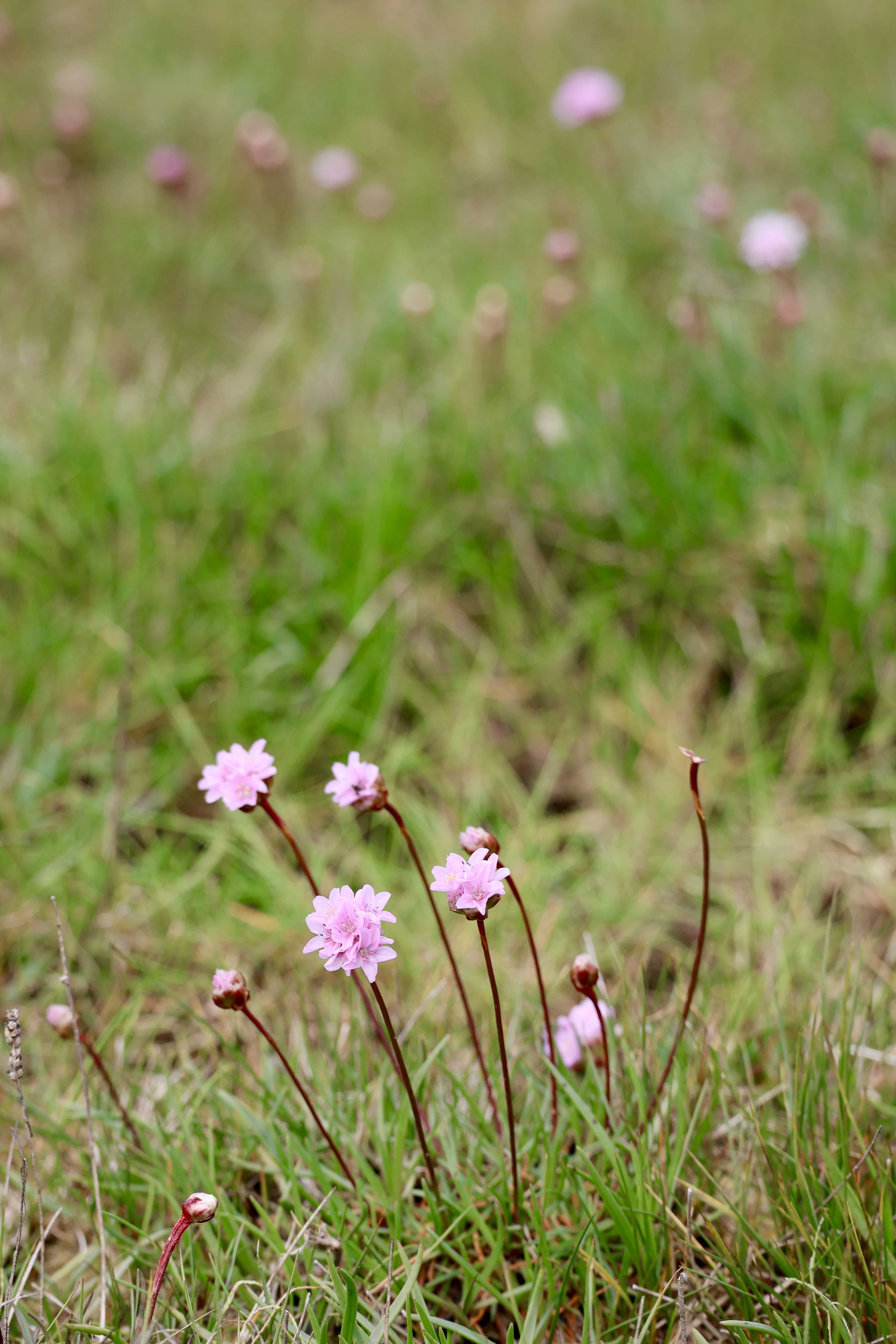 Engelskgræsset står som et lyserødt bælte på strandoverdrevet mellem den fugtige og salte strandeng og det tørre overdrev.