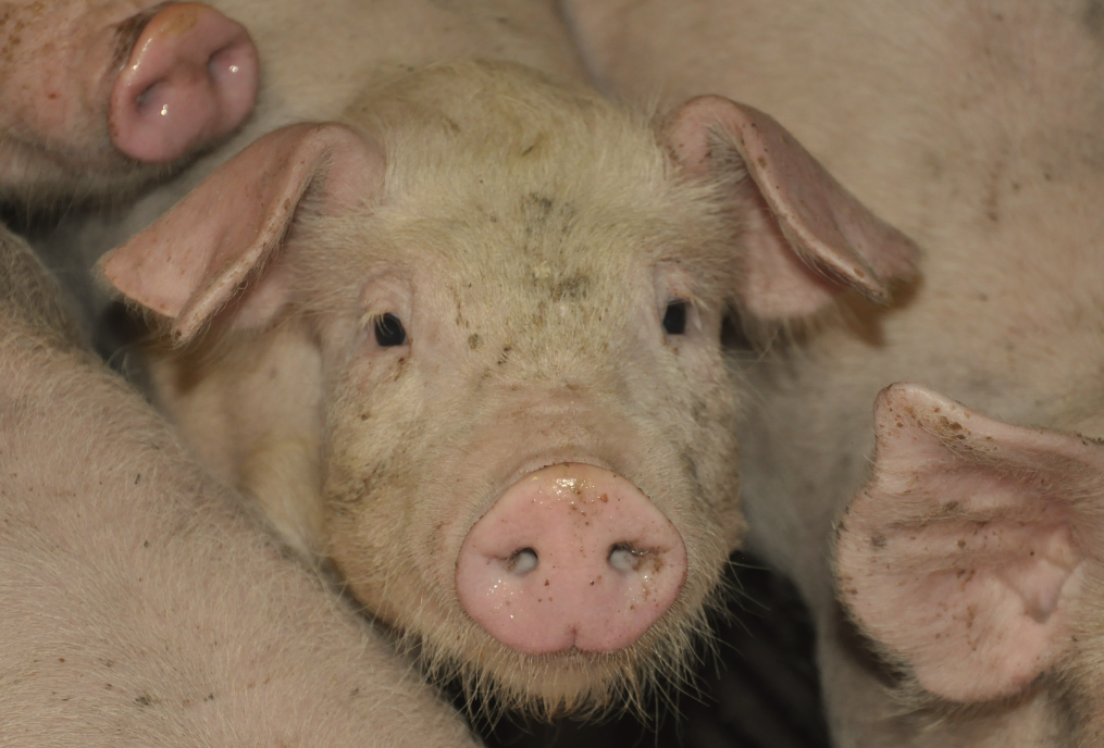 Nærbillede af slagtegrise som står tæt sammen og den midterste ser frem mod kameraet