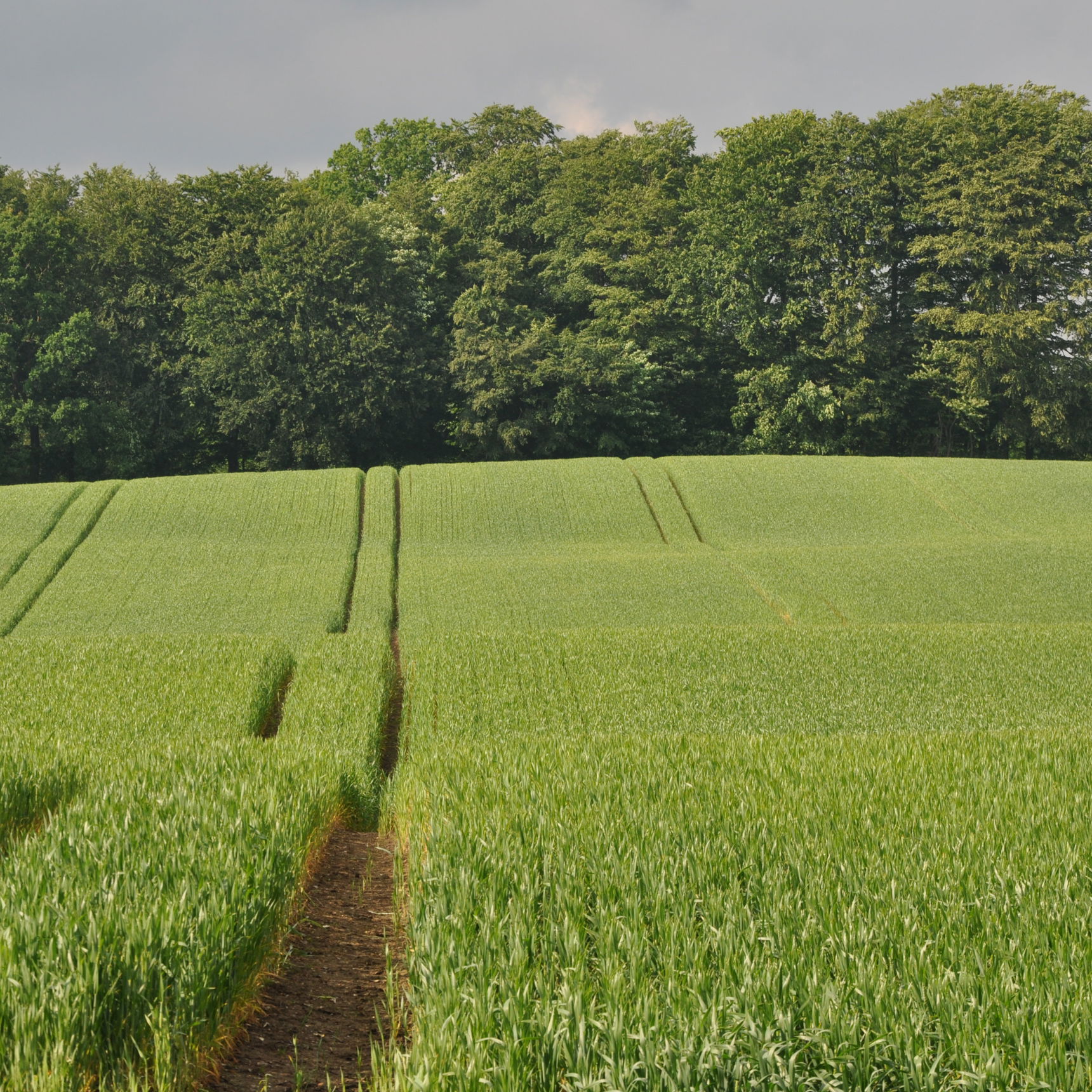 Umoden kornmark med hjulspor i kuperet terræn med skov i baggrunden
