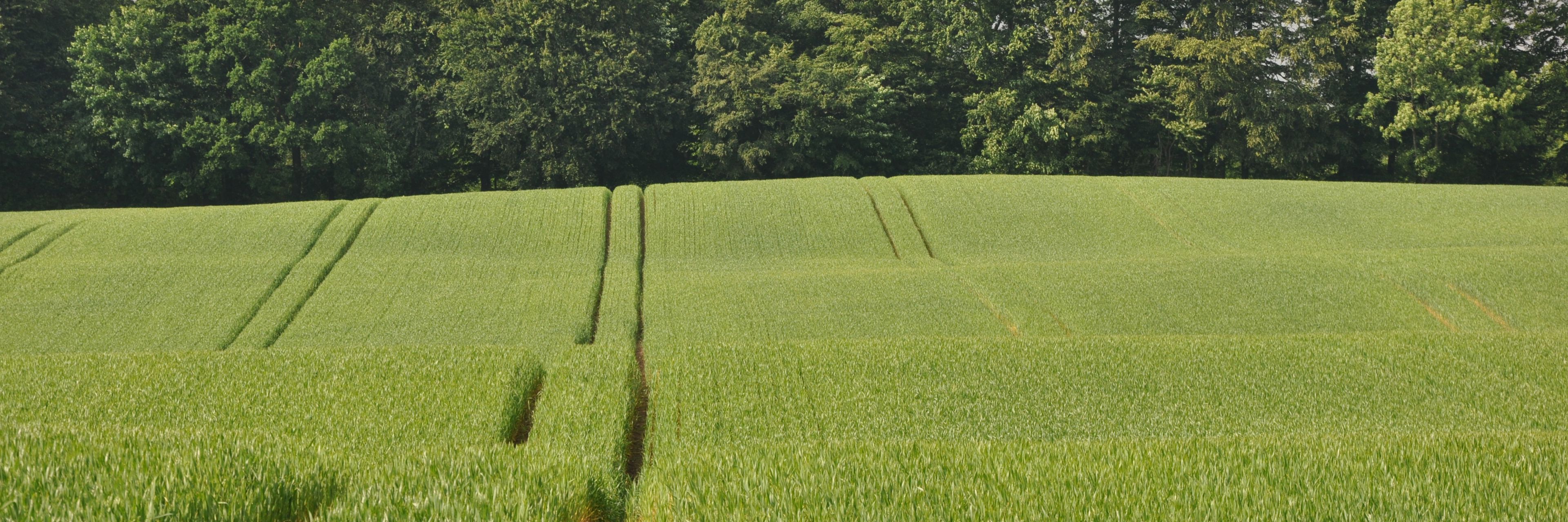 Umoden kornmark med hjulspor i kuperet terræn med skov i baggrunden