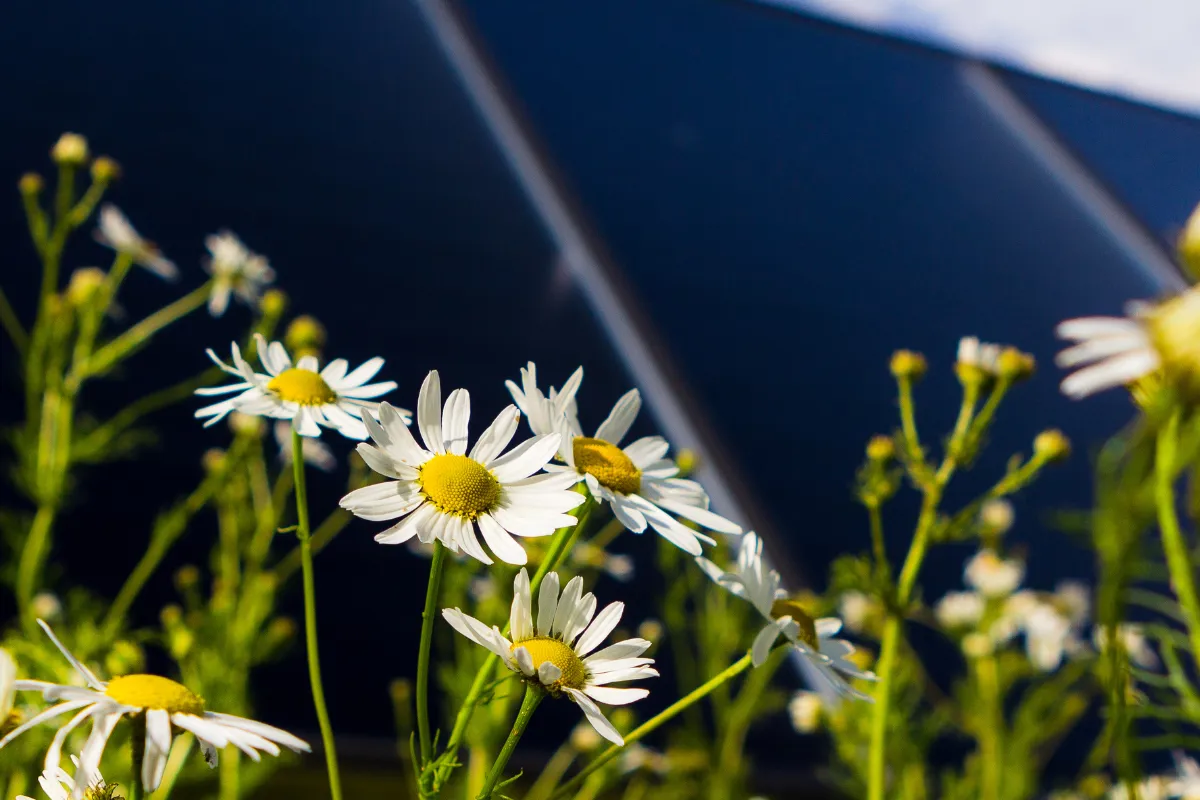 Solceller og blomster