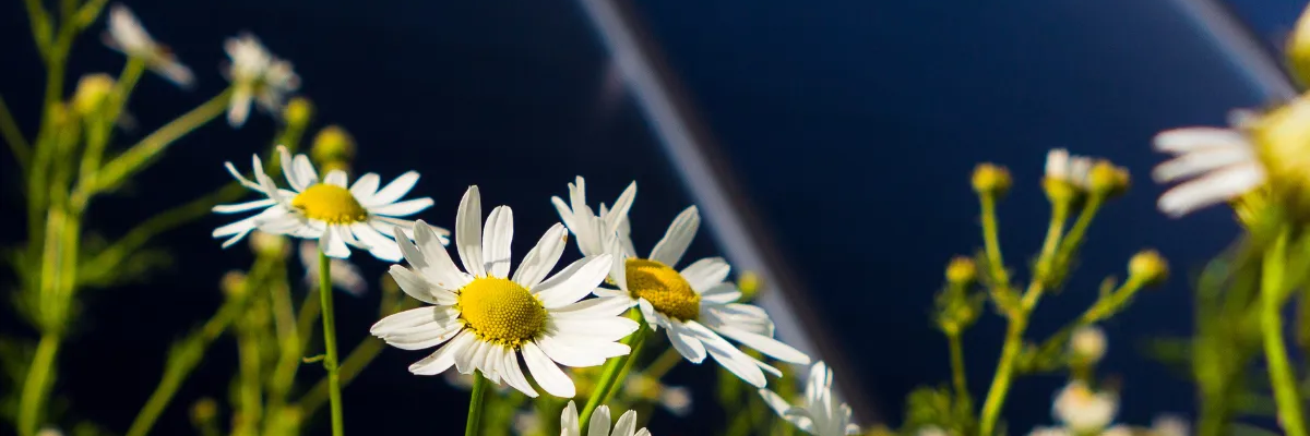 Solceller og blomster
