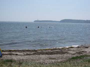 Skårupøre Strand strækker sig over knap 3 km fra Skårupøre Camping til Åbyskov.