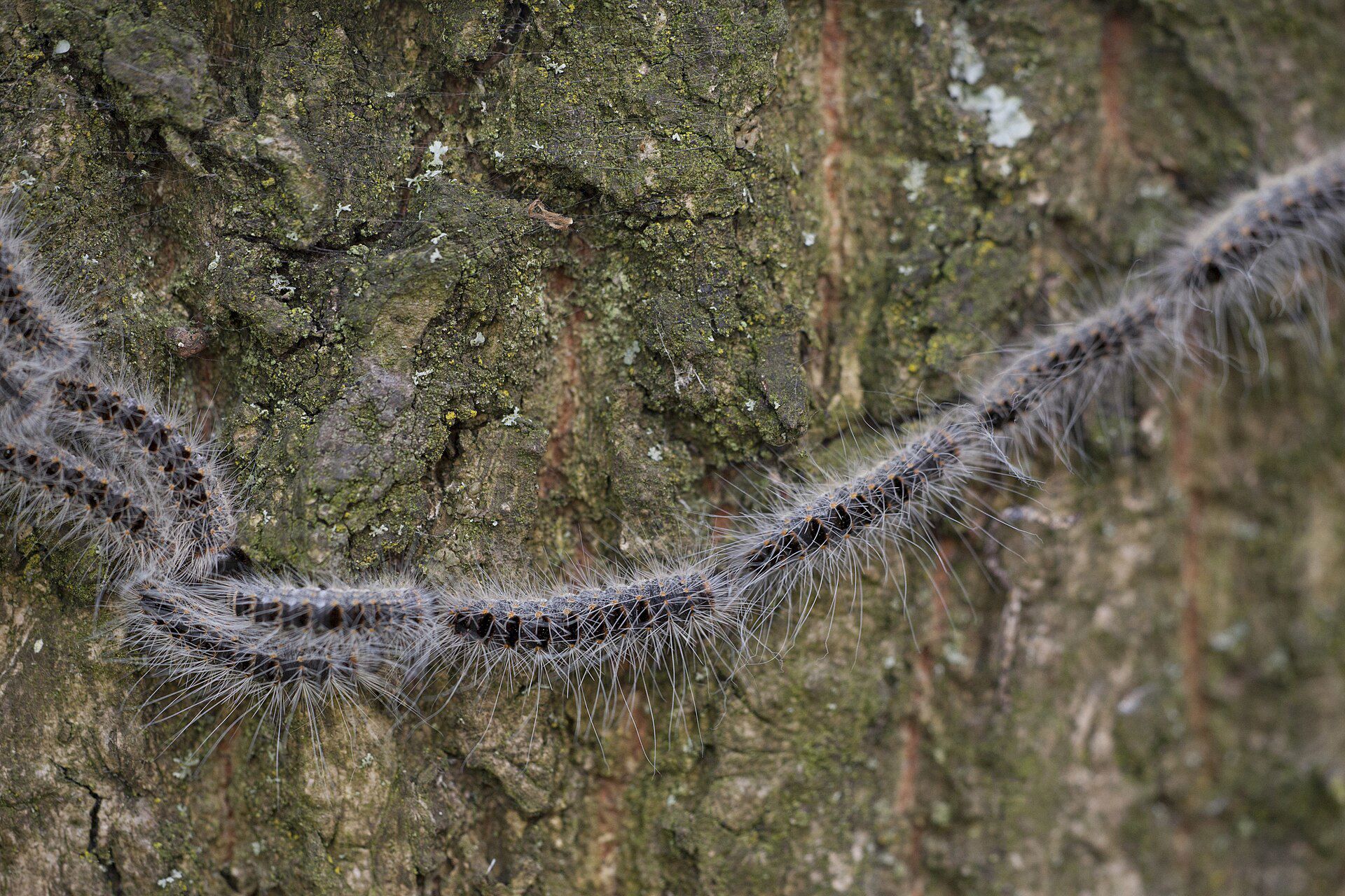 Egeprocessionsspinderen med sine karakteristiske hår og sorte streg. Lever kun på egetræer.