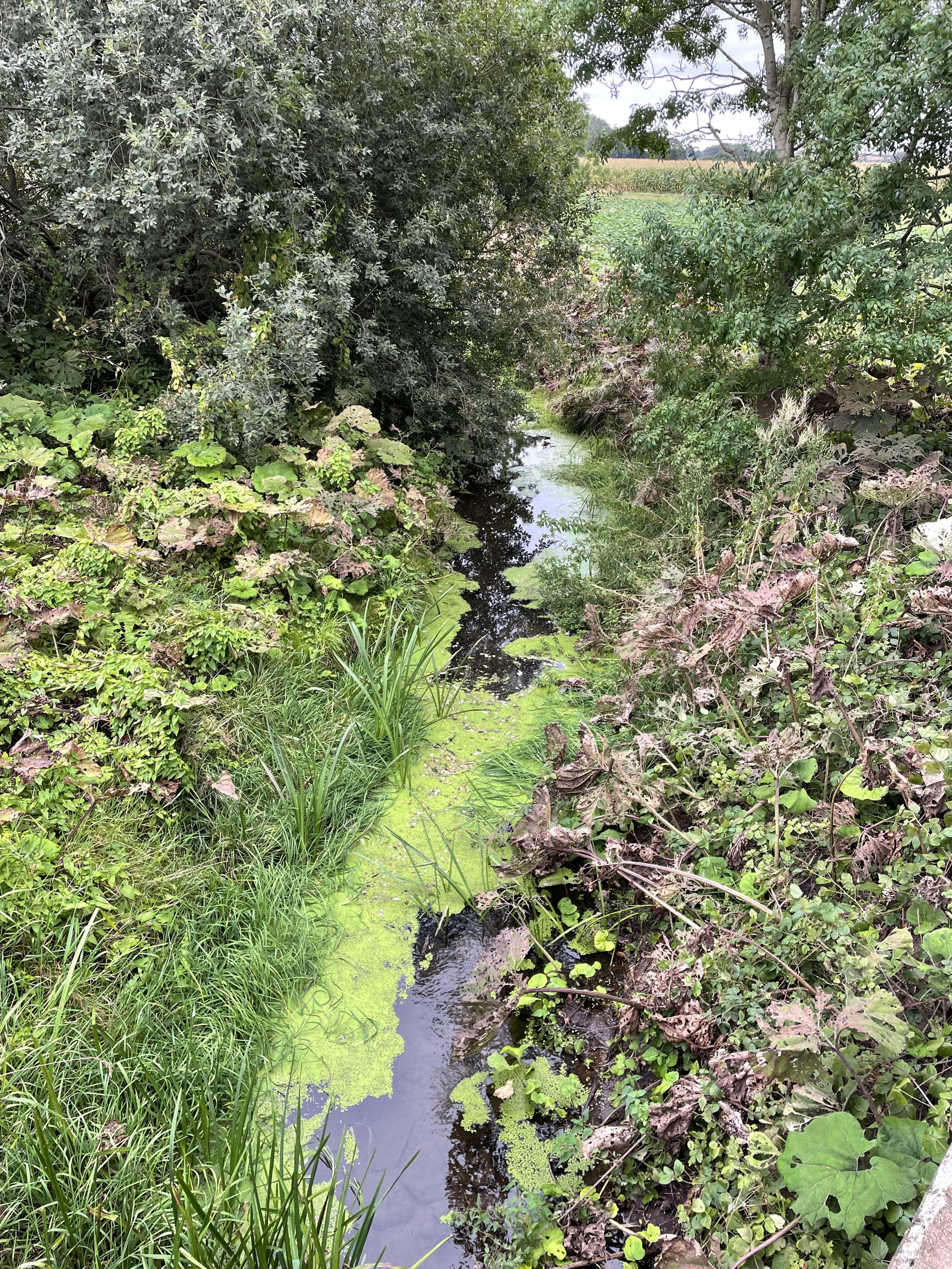 En del af projektstrækningen Hørup Å, hvor åen er smal og med blandet vegetation inklusiv Hestehov på begge sider