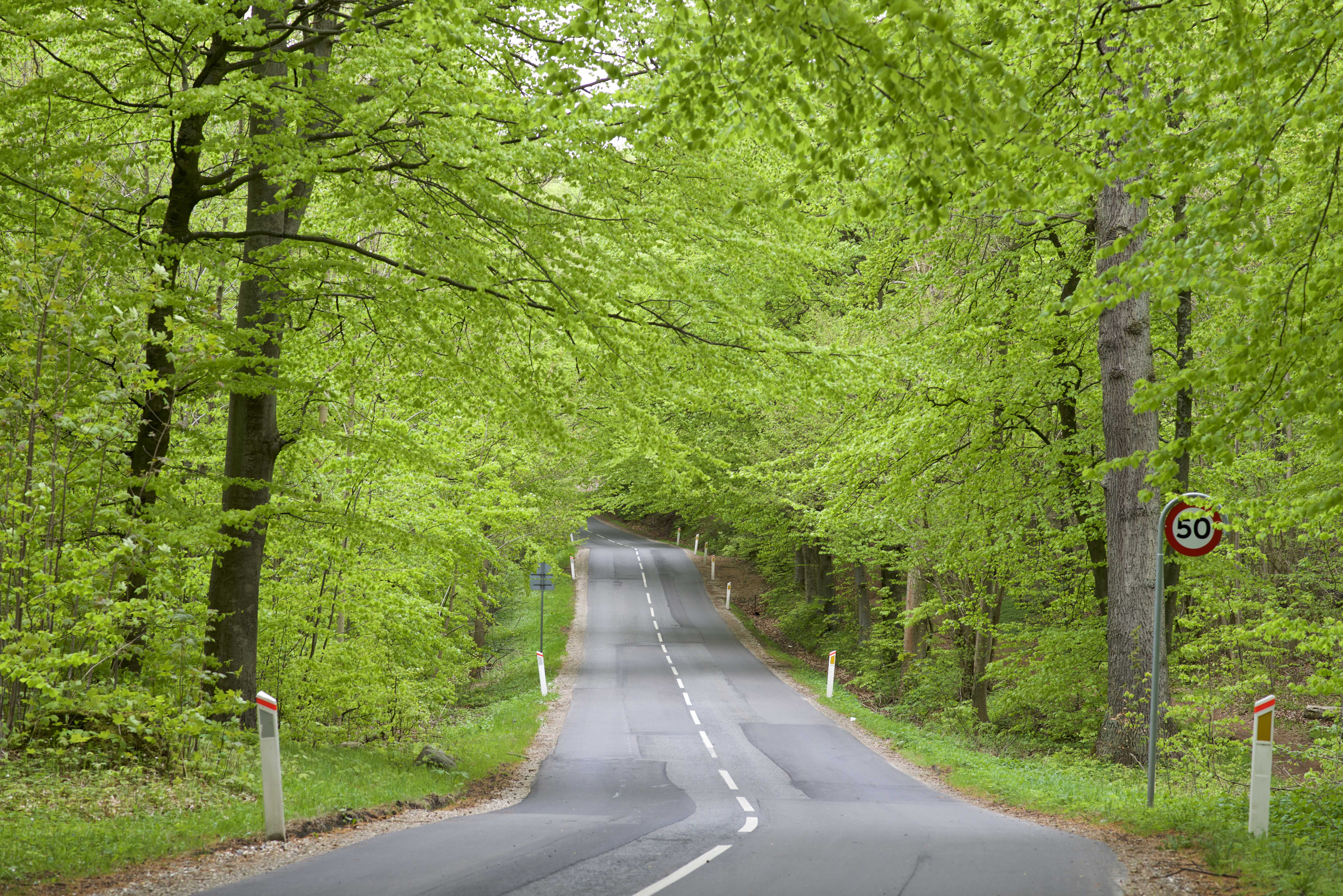 Vej igennem grøn skov