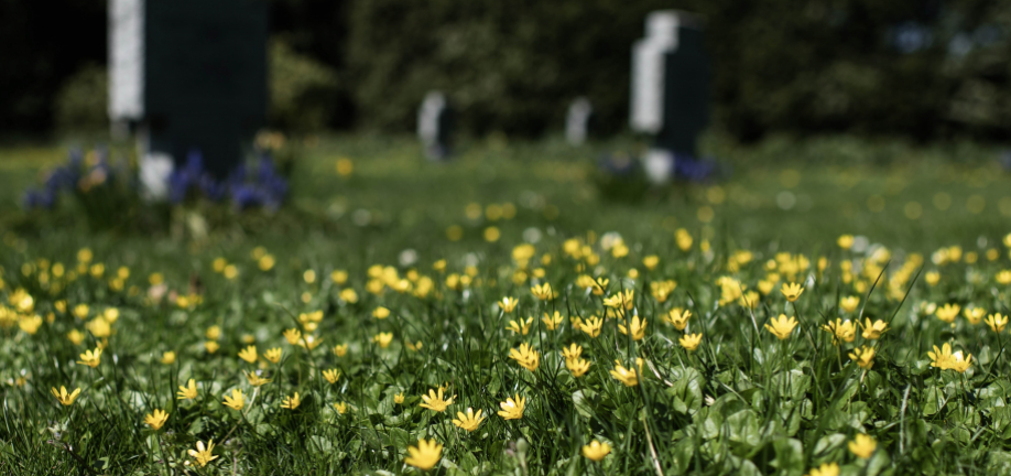 Vorterod i blomst på Fredens Kirkegård