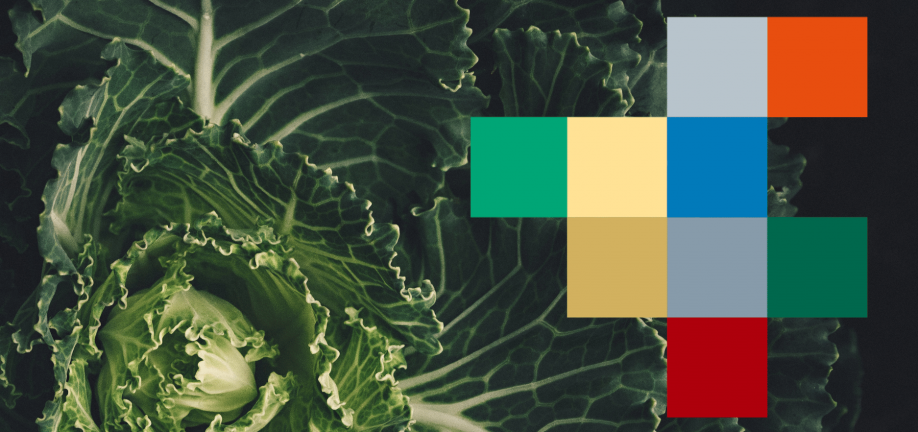 Nærbillede af et grønt kålhovede påsat klimahandleplan 2022-logo bestående af klynge af kvadrater i forskellige farver